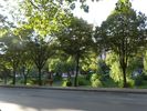 de nombreux arbres bordent les avenues de Tirana, ici les rives de la rivire Lana