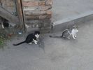 autres silouhettes familires, Tbilissi est peuple de chats...