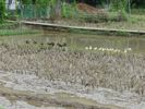 les rizières : le bonheur pour ces canards racistes