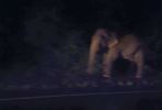 pour atteindre notre h�tel nous roulons de nuit. A plusieurs reprises nous rencontrons des �l�phants sauvages qui empruntent la m�me route que nous
