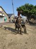 Don Quichotte ?