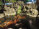 dans un jardin japonais
