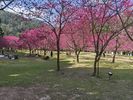 nous arrivons � point pour voir ces cerisiers japonais en fleur