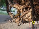 � voir cette petite <a href='faune-flore/ecureuils.mp4' target='_blank'><span class='Style18'>vid�o</span></a>, �cureuils et compagnie