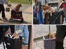 on rencontre beaucoup plus de chiens en poussette qu'en laisse