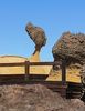 ne dirait-on pas le c�l�bre profil de N�fertiti ?