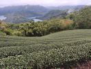 l'excursion se poursuit vers des plantations de th�