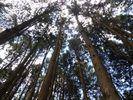 son int�r�t vient des essences remarquables comme le cypr�s rouge. Ce sont les Japonais qui en ont trouv� l'int�r�t et en ont organis� l'exploitation