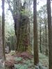 on y trouve des arbres mill�naires comme celui-ci, qui a �chapp� au pillage des Japonais quand ils ont d� �vacuer Ta�wan en 1945