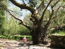 arbre mill�naire dans la vall�e d'Argyroupoli