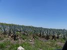 un champ d'agaves. On les distille pour en faire de la t�quila
