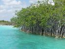 la mangrove qui entoure la lagune